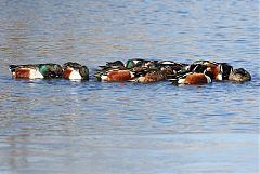 Northern Shoveler